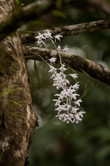Dendrobium transparens