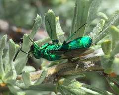 Chrysura