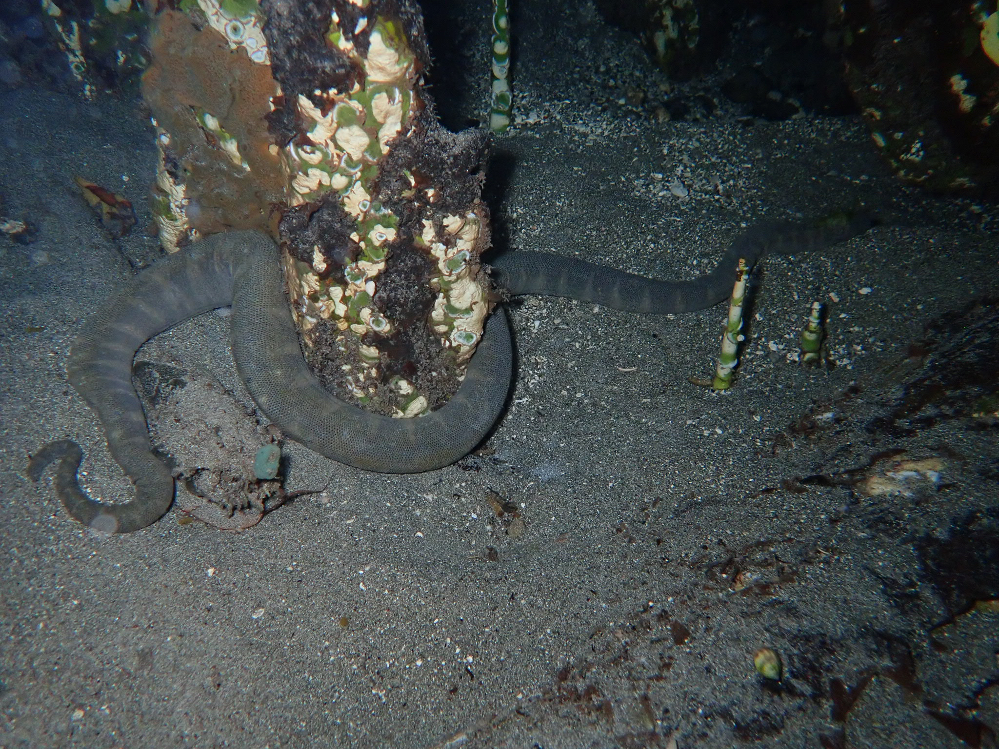 Acrochordus granulatus (Schneider, 1799)