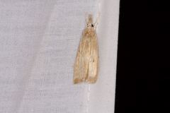 Calamotropha delatalis