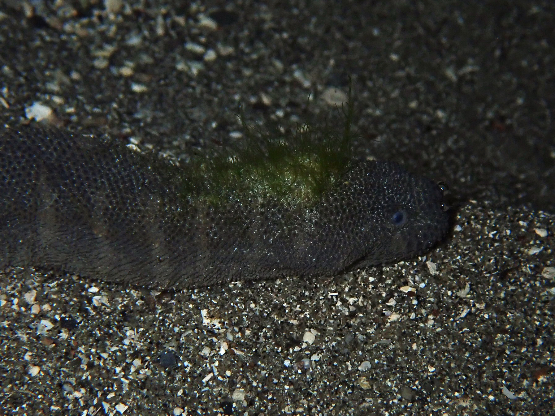 Acrochordus granulatus (Schneider, 1799)