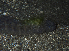 Acrochordus granulatus