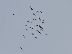 Streptoprocne semicollaris