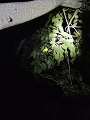 Chamaeleo zeylanicus