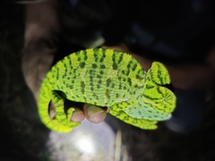 Chamaeleo zeylanicus