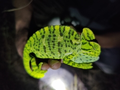 Chamaeleo zeylanicus