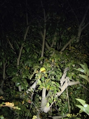 Chamaeleo zeylanicus