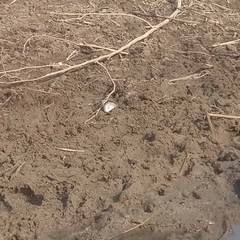 Danaus chrysippus alcippus