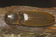 Pseudotetralobus