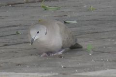 Streptopelia decaocto
