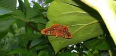 Chaetocneme denitza