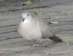 Streptopelia decaocto