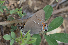 Satyrium favonius