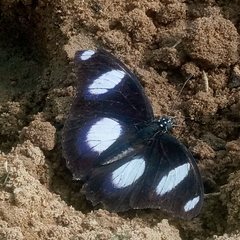 Hypolimnas misippus