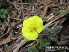 Potentilla matsumurae
