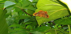 Chaetocneme denitza