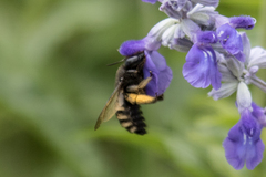 Xylocopa tabaniformis parkinsoniae