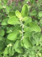 Helinus integrifolius