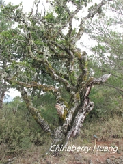 Quercus spinosa