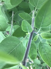 Helinus integrifolius