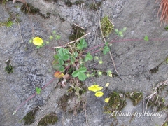 Potentilla matsumurae