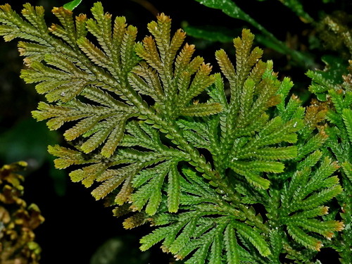 Image of Medicinal Spikemoss (Selaginella involvens) by (c) Jacy Chen, some rights reserved (CC BY)