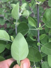 Helinus integrifolius