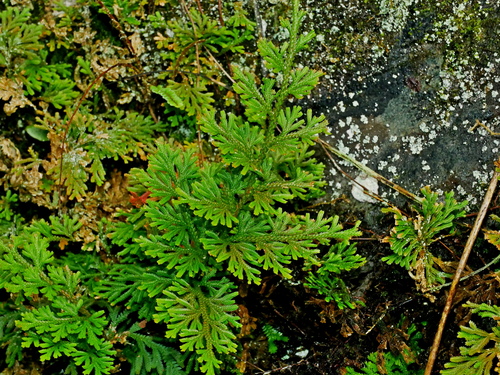 Image of Selaginella involvens by (c) Jacy Chen, some rights reserved (CC BY)