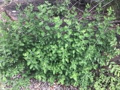 Helinus integrifolius