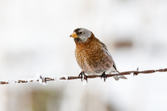 Leucosticte tephrocotis littoralis