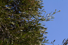 Capparis loranthifolia