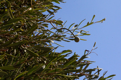 Capparis loranthifolia
