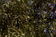 Capparis loranthifolia