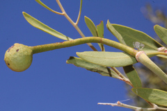 Capparis loranthifolia