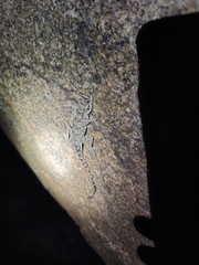 Psammophilus dorsalis