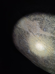 Psammophilus dorsalis