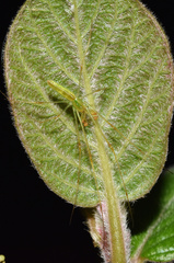 Tetragnatha subsquamata