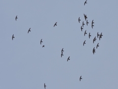 Streptoprocne semicollaris