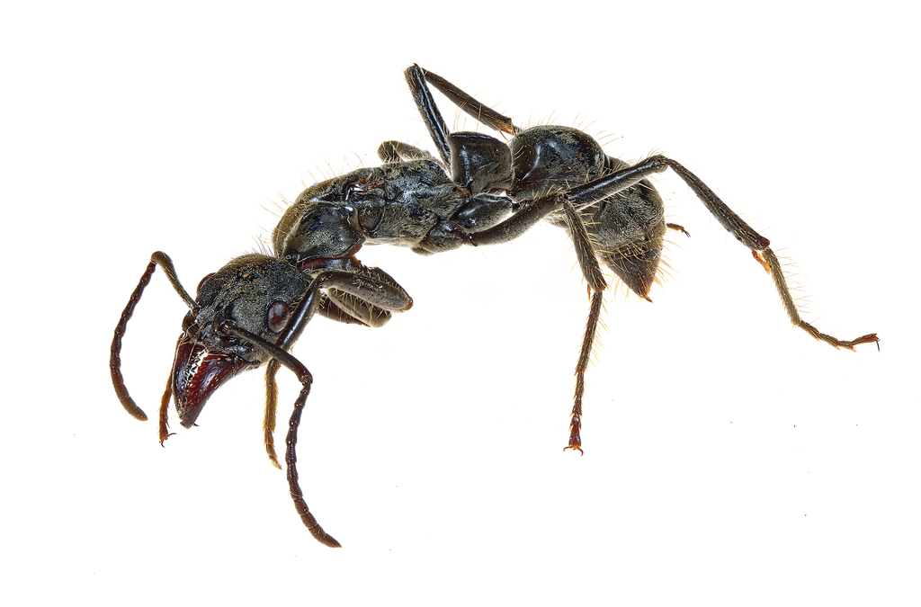 Neoponera villosa