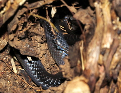 Stegonotus australis