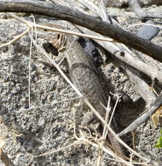 Gallotia stehlini