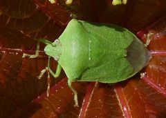 Nezara viridula
