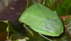 Nezara viridula