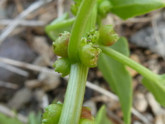 Patellifolia procumbens image