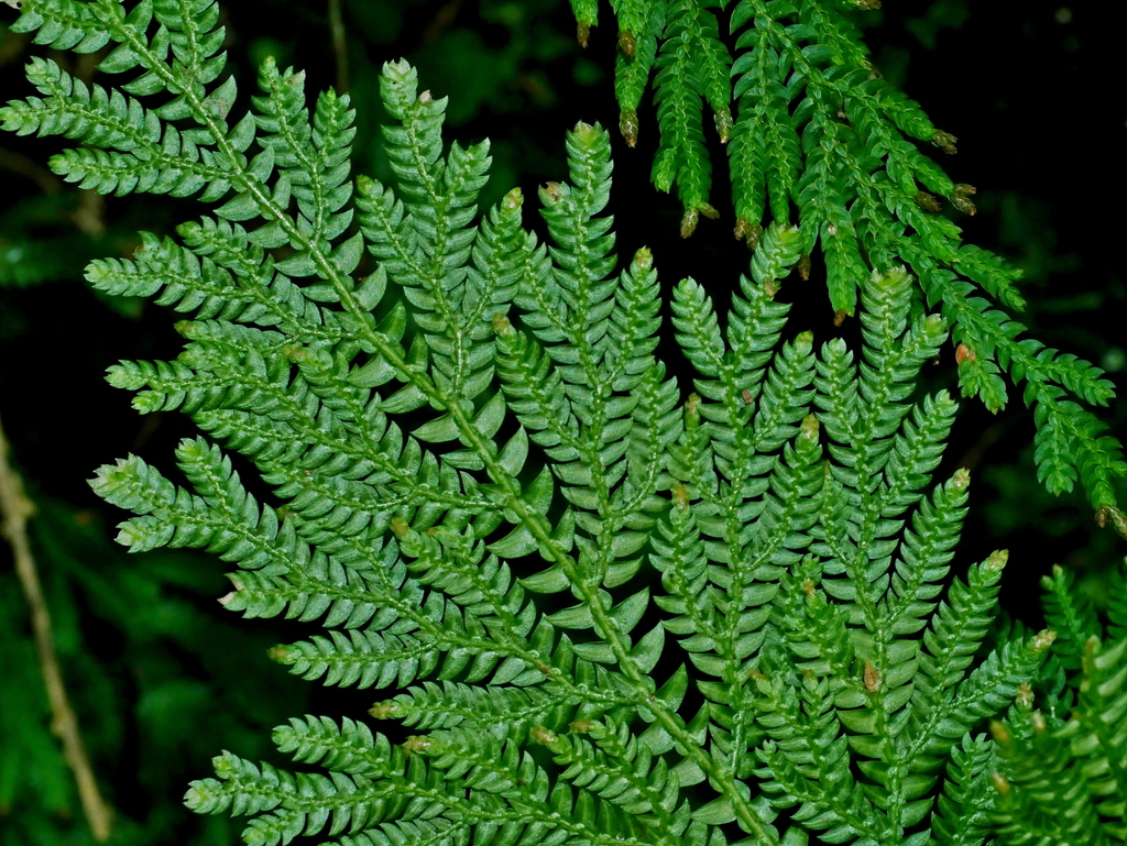 Selaginella moellendorffii (Selaginella moellendorffii)