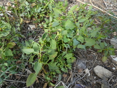 Patellifolia procumbens image