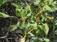 Patellifolia procumbens image