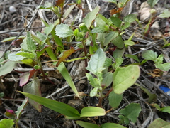 Patellifolia procumbens image