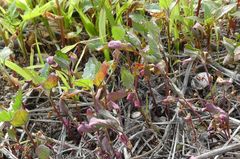 Patellifolia procumbens image