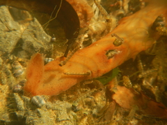 Opifex fuscus